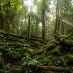 Scientists looking for giant trees in Taiwan discovered a hidden forest filled with some of East Asia's tallest trees
