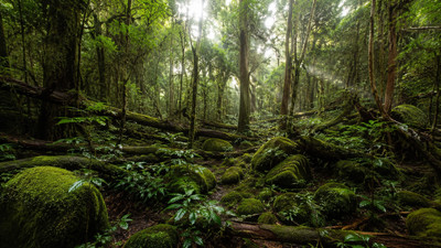 Scientists looking for giant trees in Taiwan discovered a hidden forest filled with some of East Asia's tallest trees