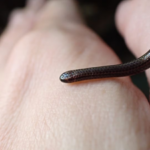 Scientists overturned hundreds of rocks in Barbados and finally found the world's smallest snake after 20 years