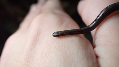 Scientists overturned hundreds of rocks in Barbados and finally found the world's smallest snake after 20 years