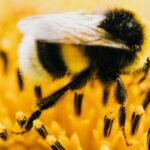 Scientists say rising carbon dioxide is shrinking populations of the world's largest bees
