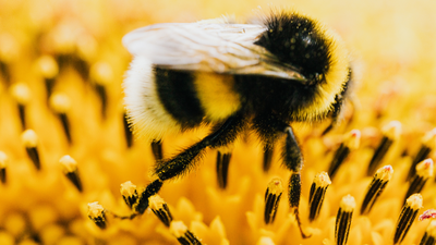 Scientists say rising carbon dioxide is shrinking populations of the world's largest bees