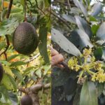 Scientists solve the 100-year-old mystery behind why avocado flowers change sex over two days
