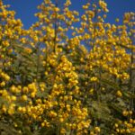 Senna Spectabilis: In 1986, bright yellow-flowering Senna plants were brought to Wayanad as shade trees; today, it is among the worst invasive trees of tropical