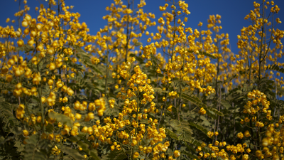 Senna Spectabilis: In 1986, bright yellow-flowering Senna plants were brought to Wayanad as shade trees; today, it is among the worst invasive trees of tropical