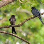 In 1935, black drongos were introduced on Rota to control crop pests; decades later the aggressive birds spread to Guam and became a threat to native birds