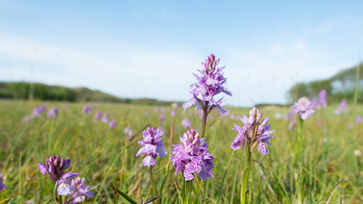 Rare Orchid Habitat: Since 2005, a Norfolk field was left untouched for over a decade without sowing a single seed; today it has turned into an overflowing rare orchid wonderland; scientists reveal magical land-healing traits