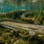 Since the 1980s, Florida’s biggest threat has been Burmese pythons; but this snake-like fish may be even worse for the Everglades ecosystem