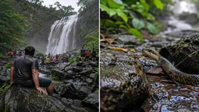 A 38-year-old tourist dies after being bitten by a snake at Amboli Waterfall; What travellers must know before visiting Maharashtra’s monsoon hotspot |