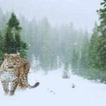 India’s first high-altitude wildlife safari to begin in Ladakh this winter; here’s how travellers can experience snow leopards and rare Himalayan birds