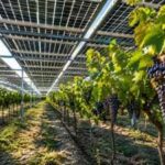 Solar panels were installed above grapevines in Italy’s Puglia, and the harvest revealed a surprising 277% jump in grape production