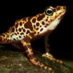 South American frogs are losing their poisonous skin which keeps them safe from predators: Scientists reveal how they could get it back