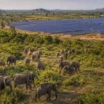 Sri Lanka planned 17 solar projects in Hambantota, but the development could reduce scrubland used by more than 400 elephants