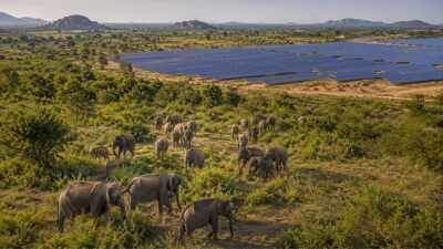 Sri Lanka planned 17 solar projects in Hambantota, but the development could reduce scrubland used by more than 400 elephants