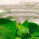 How To Store Mint Leaves: How to store mint leaves and keep them fresh for longer