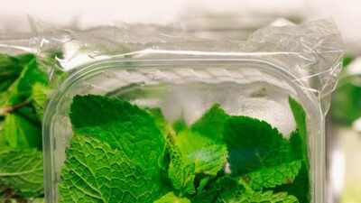 How To Store Mint Leaves: How to store mint leaves and keep them fresh for longer