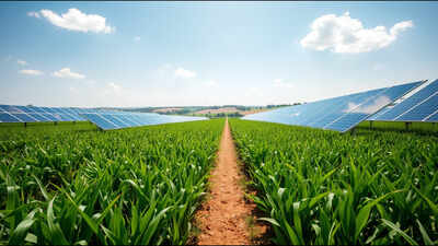 A Colorado farmer put 3,276 solar panels over his crops, and the shade created cooler conditions for heat-sensitive plants