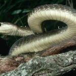 The black mamba is the fastest snake on Earth, but its incredible speed isn't its only weapon; here's how it hunts, strikes and captures prey with remarkable efficiency