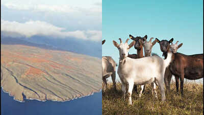 In 1793, goats were introduced to Hawaii’s Kahoʻolawe; their population later reached about 50,000, and 200 years later the last feral goat was removed after severe vegetation loss and erosion