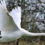 In 1962, five pet mute swans escaped in Maryland; within four decades their descendants neared 4,000 and were eating 10.5 million pounds of Chesapeake Bay grasses a year