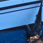 In 2024, fishers accidentally caught a 2.5-metre goblin shark alive off the Canary Islands, marking the first recorded live sighting of the species there