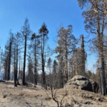 Thousands of donors raised $15.65 million to save a 530-acre California sequoia grove, but the Castle Fire killed more than 100 ancient trees