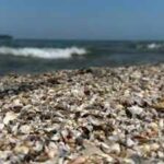 Thousands of zebra mussels were detected in Spain's Ebro River in 2001; today they are collapsing structures and pipes with a population of 40,000 per square meter