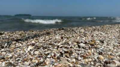 Thousands of zebra mussels were detected in Spain's Ebro River in 2001; today they are collapsing structures and pipes with a population of 40,000 per square meter