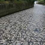 Tons of fish die in Polish canal as toxic golden algae bloom sparks fears of another major ecological disaster