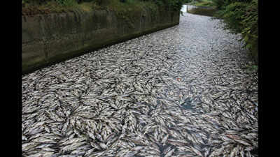 Tons of fish die in Polish canal as toxic golden algae bloom sparks fears of another major ecological disaster