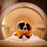 Trained pet dogs remained awake during fMRI scans as researchers measured their brain activity while