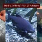 Meet the strange Amazon fish that ‘climb’ trees during flood season in search of fruit, seeds and survival and why seeing it is one of the world's greatest wildlife experiences |