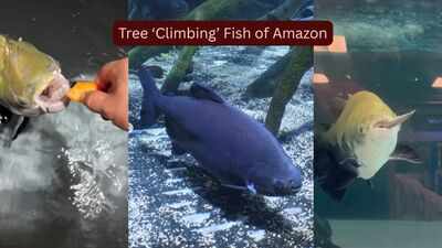Meet the strange Amazon fish that ‘climb’ trees during flood season in search of fruit, seeds and survival and why seeing it is one of the world's greatest wildlife experiences |