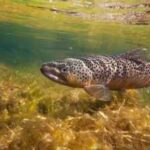In 1953, construction narrowed Cape Cod's Fresh Brook; a concrete weir then blocked sea-run brook trout from their spawning grounds, and 73 years later it is set to be removed to bring the native trout back