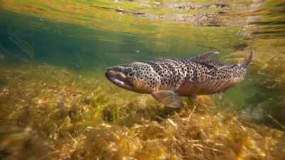 In 1953, construction narrowed Cape Cod's Fresh Brook; a concrete weir then blocked sea-run brook trout from their spawning grounds, and 73 years later it is set to be removed to bring the native trout back