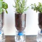 Don’t throw away your empty plastic bottles: turn one into a simple self-watering planter at home and keep your plants hydrated with this easy DIY trick