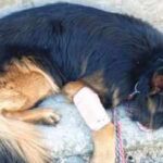 Army dog Tsyon that helped forces track 3 terrorists in J&K, shot in leg by ultras during op gets President I-Day honour