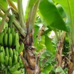 Bananas are fruiting in UK gardens after heatwaves: Why experts say this is unusual