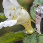 Meet the new Himalayan plant named after the legendary mountaineer Nirmal Purja: Nimsdai’s legacy blooms in the Himalayas at 2,900 metres |