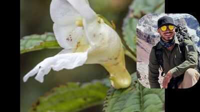 Meet the new Himalayan plant named after the legendary mountaineer Nirmal Purja: Nimsdai’s legacy blooms in the Himalayas at 2,900 metres |