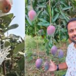 Apples in 44°C heat? This engineer quit his corporate job to grow them in Maharashtra