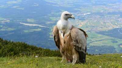 Why vultures don't get sick from eating rotten meat; the remarkable adaptations that make them nature's ultimate clean-up crew