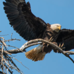 Washington man accused of shooting bald eagle found near his chickens now faces federal charges under wildlife protection laws