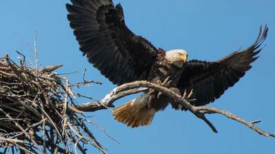 Washington man accused of shooting bald eagle found near his chickens now faces federal charges under wildlife protection laws