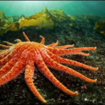 Washington releases 20 lab-raised sunflower sea stars into the Salish Sea to restore the endangered species and damaged kelp forests