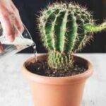 7 Watering mistakes that can kill your cactus plant