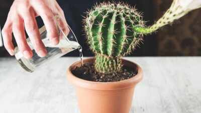 7 Watering mistakes that can kill your cactus plant