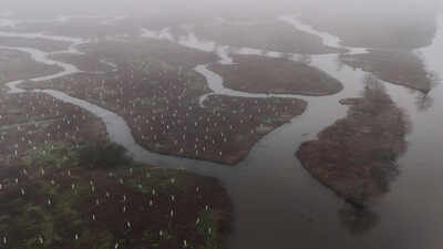 In 2026, volunteers began planting 30,000 trees to rebuild the wetland forest that once shielded New Orleans from storms