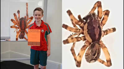 In 2020, 10-year-old Murphy Widdowson collected a spider on a remote Australian island that experts could not identify; scientists later declared it a new species and named it Artoriopsis murphyi after him