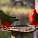 H5N1 Bird Flu: Could your backyard bird feeder be helping spread deadly bird flu? Here’s why experts are warning against feeding wild birds during the H5N1 outbreak
